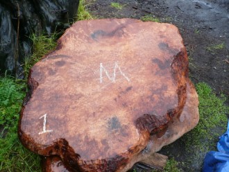 HIGHLY figured burl - full 3 inches thick measuring 48 inches by 36 inches